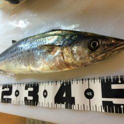 安定の太刀魚とサゴシ