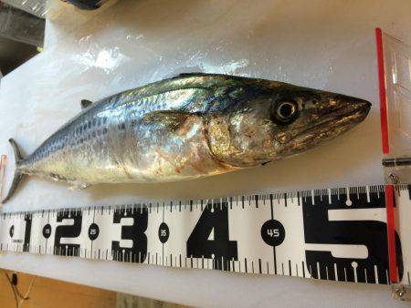 安定の太刀魚とサゴシ