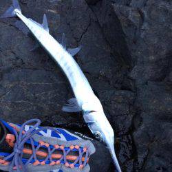 ホウライヒメジ?