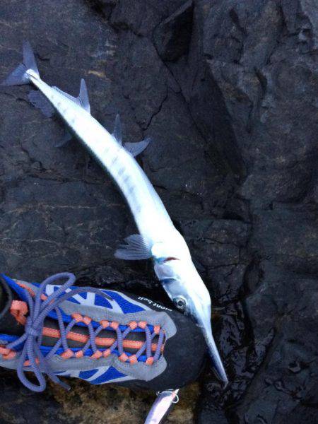 ホウライヒメジ?