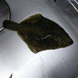 久々のアナゴ調査