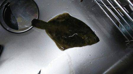 久々のアナゴ調査