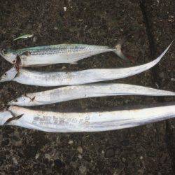 久しぶりのデカタチ