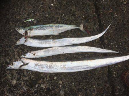 久しぶりのデカタチ