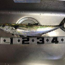 朝マヅメ東二見人工島釣行