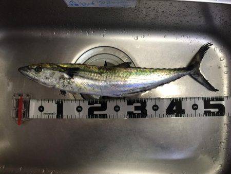 朝マヅメ東二見人工島釣行