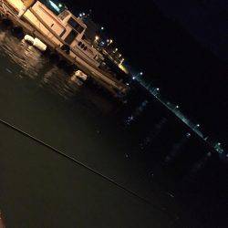 アジング&サビキ&泳がせ！