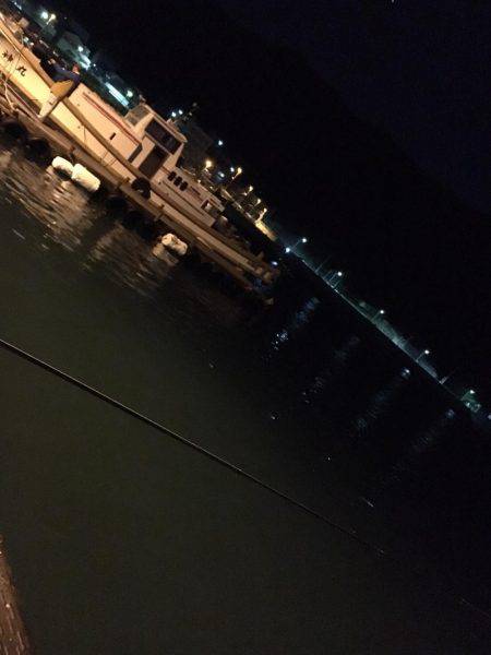 アジング&サビキ&泳がせ！