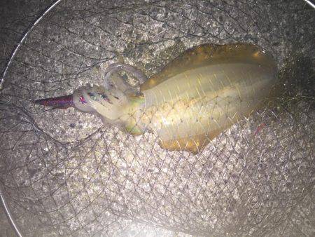 淡路島 翼港 エギング釣行