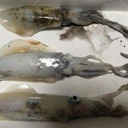 淡路島 翼港釣行