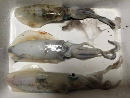 淡路島 翼港釣行