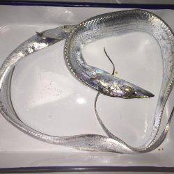 爆風タチウオ釣行