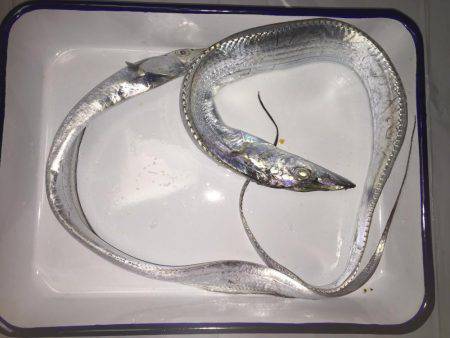 爆風タチウオ釣行