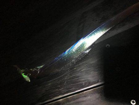 タチウオ激しぶ