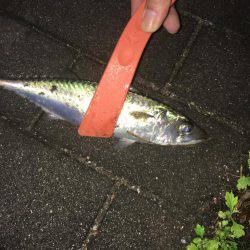 タチウオ コスモスクエア