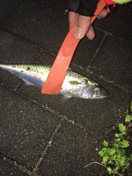 タチウオ コスモスクエア