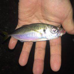 アジング〜\(^o^)/