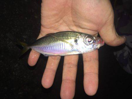 アジング〜\(^o^)/