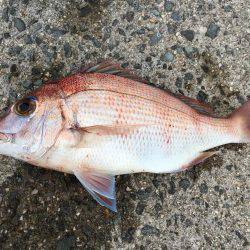 ショアジギング