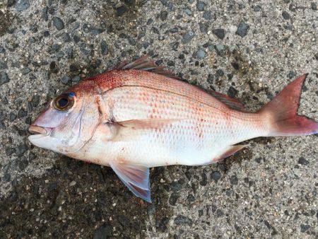 ショアジギング