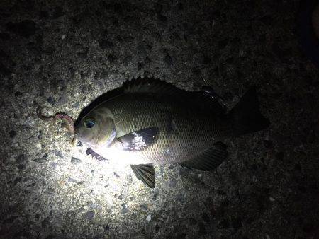 憧れのアコウは…