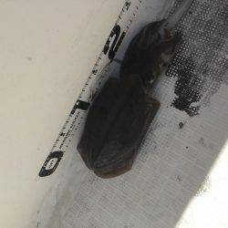 マイボートエギング