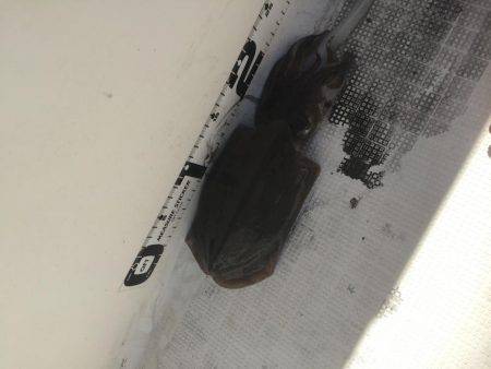 マイボートエギング