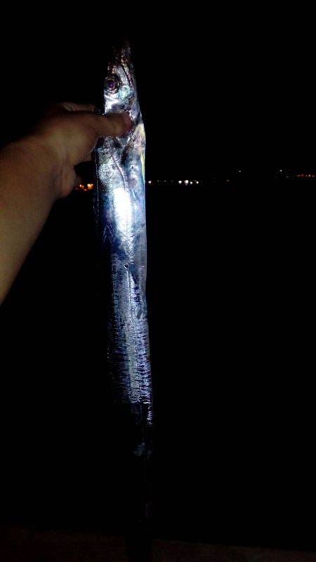 コスモスクエアで太刀魚