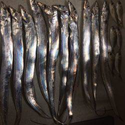 アジング時々ワインド