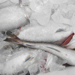 こうゆう丸 釣果