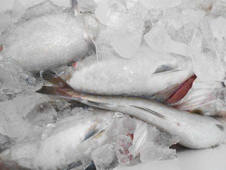 こうゆう丸 釣果