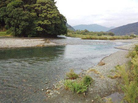 安倍川・藁科川（安倍藁科川漁業協同組合） 釣果