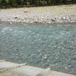 安倍川・藁科川（安倍藁科川漁業協同組合） 釣果