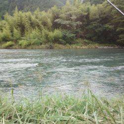 安倍川・藁科川（安倍藁科川漁業協同組合） 釣果