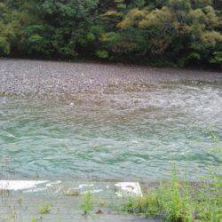 安倍川・藁科川（安倍藁科川漁業協同組合） 釣果