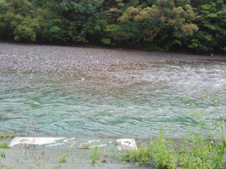 安倍川・藁科川（安倍藁科川漁業協同組合） 釣果