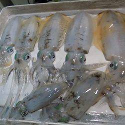 フィッシングボート空風(そらかぜ) 釣果