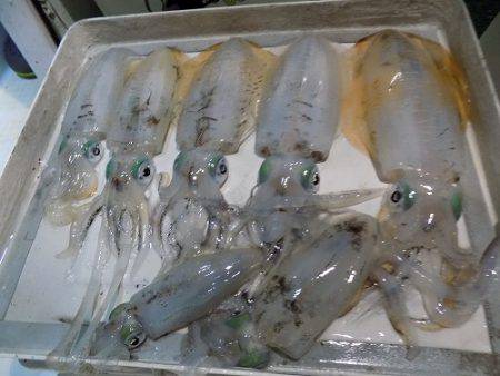 フィッシングボート空風(そらかぜ) 釣果