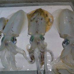 フィッシングボート空風(そらかぜ) 釣果