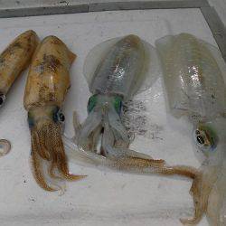 フィッシングボート空風（そらかぜ） 釣果