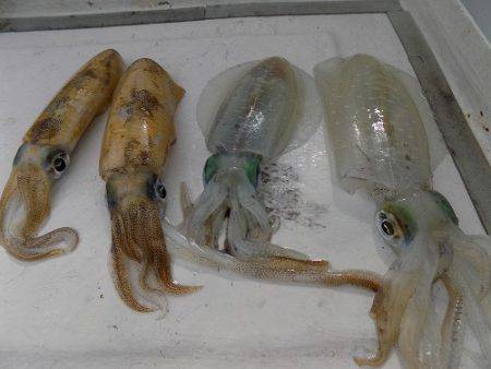 フィッシングボート空風（そらかぜ） 釣果