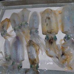 フィッシングボート空風(そらかぜ) 釣果