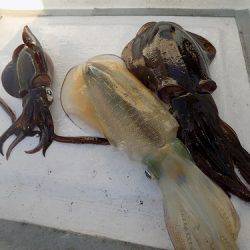 フィッシングボート空風(そらかぜ) 釣果