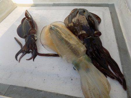 フィッシングボート空風（そらかぜ） 釣果