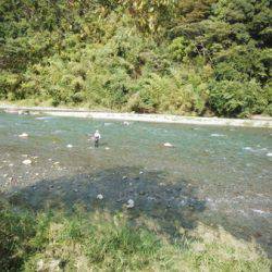 安倍川・藁科川(安倍藁科川漁業協同組合) 釣果