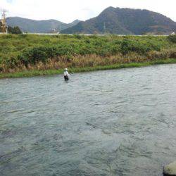 安倍川・藁科川(安倍藁科川漁業協同組合) 釣果