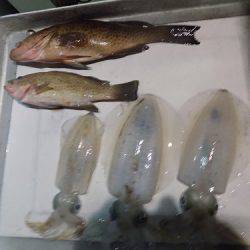 フィッシングボート空風(そらかぜ) 釣果