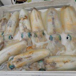 フィッシングボート空風（そらかぜ） 釣果