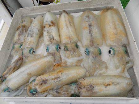 フィッシングボート空風（そらかぜ） 釣果