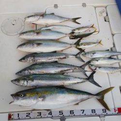 暁〜akatsuki〜 釣果